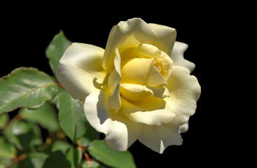 Beautiful white yellow Rose flower. 