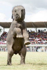 THAILAND ISAN SURIN ELEPHANT FESTIVAL ROUND UP
