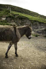 Donkeys on farm