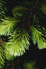 tree, branch, christmas, green, pine, fir, nature, plant, isolated, evergreen, coniferous, spruce, needle, decoration, forest, holiday, needles, white, xmas, winter, natural, leaf, new, twig, fur-tree
