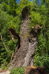 Ausgehölter Baumstamm einer abgestorbenen Weide