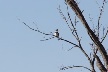 Male Belted Kingfisher
