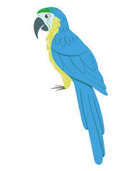 A parrot ara on white background. Vector illustration.
