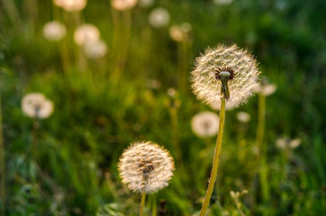 Field of ripe dandelion fruits close-up.