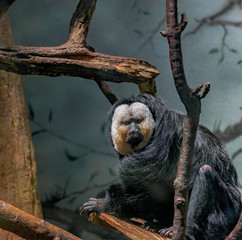 Orange, White, and Grey  Fur on a White Face Saki Monkey
