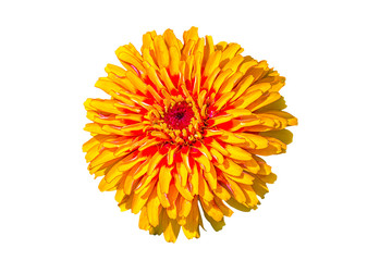 Yellow flower of a zinnia on a white background