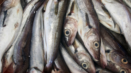 Frische Atlantische Sardinen auf dem Fischmarkt