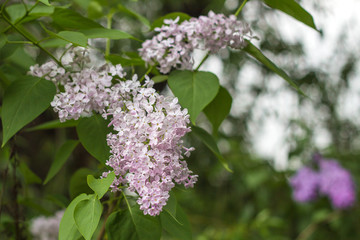 Obraz premium Pink lilac
