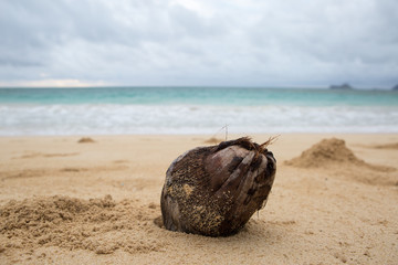 A coconut on a tropical beach in the sand with the ocean surf in the background. 