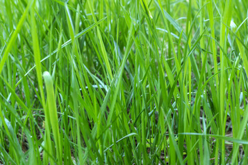 Green grass in the meadow