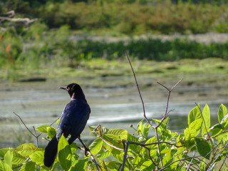 black bird perched