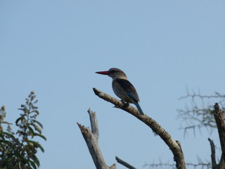 South African bird sitting on a tree