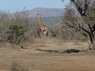 South African giraffe