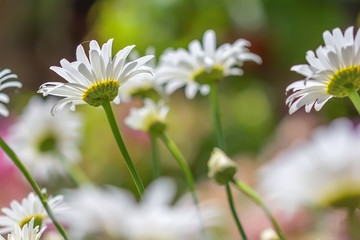 White camomiles on green field.