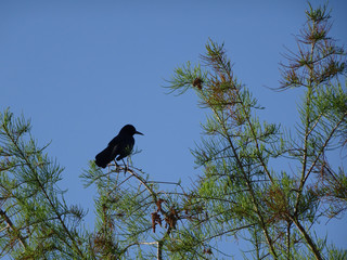 black bird perched