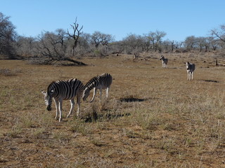Fototapeta na wymiar South African Zebra's