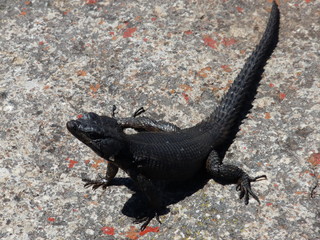 South African lizard
