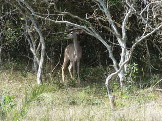 South African deer