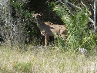 South African deer