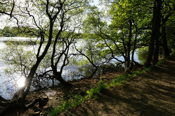 Fototapeta premium Water behind trees