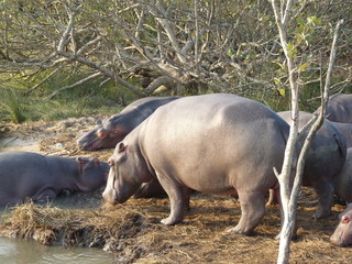 South African hippos