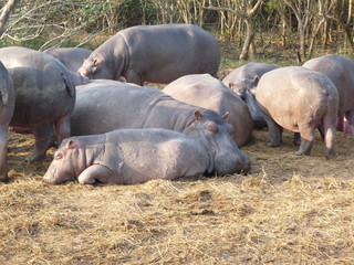 South African hippos