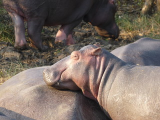 South African hippos