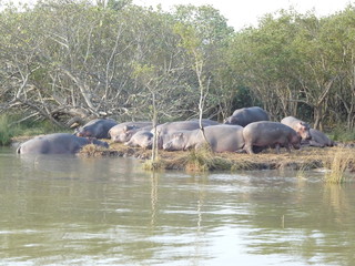 South African hippos