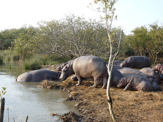 South African hippos