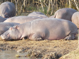 South African hippos