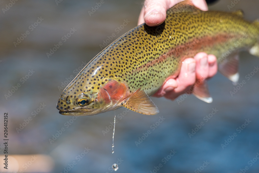 Wall mural Fly Fishing Trout