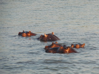 South African hippos