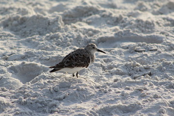 Brown and white shore bird along the shoreline of the beach in the sand