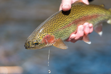 Fly Fishing Trout