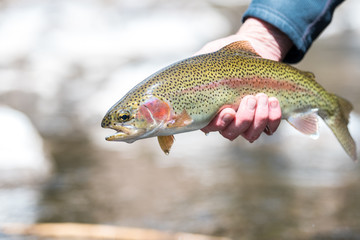 Fly Fishing Trout