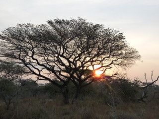 South African tree at sunset