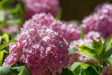 Hydrangea macrophylla in a garden.