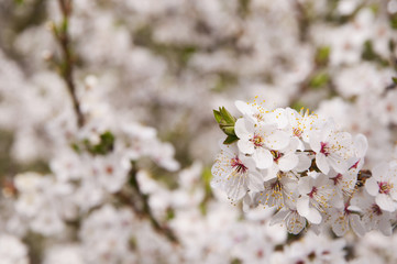 Background. Many flowers of fruit tree. Focus on one branch