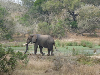South African Elephant