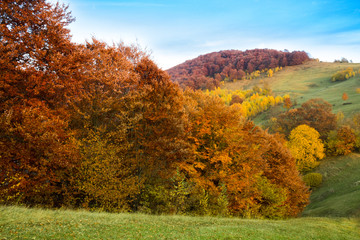 Colorful autumn forest landscape, bright green meadow and blue sky. The trees are in burgundy and yellow color. Mountains can be seen in the distance