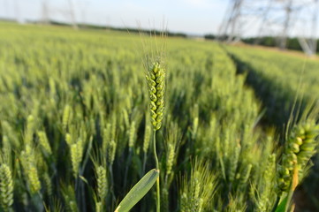 Wheat in the field