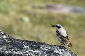 Bruant du Groenland