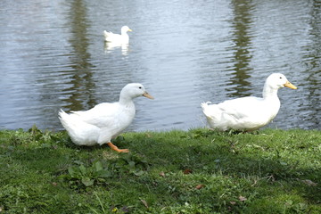 Duck in park
