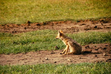A golden fox in Ngorongoro Crater