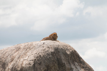 A lion on top of a rock (Simba Kopje) in Serengeti 