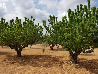Fototapeta na wymiar field of olive trees. sierra engarceran. Castellon. Spain. 20 may 2018