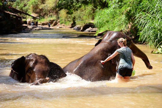  women tourists Thai elephants taking a bath with mahout in Maesa elephant camp, Chiang Mai , Thailand.