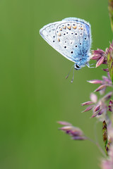 Papillon azuré
