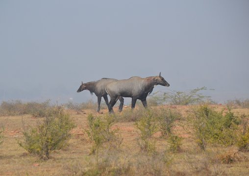 a winner and another loser. Neel gai (Blue bulls) Aravali mountain range. Dhaulpore, Rajasthan, India