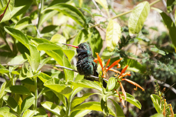 Cynanthus hummingbird resting on branch